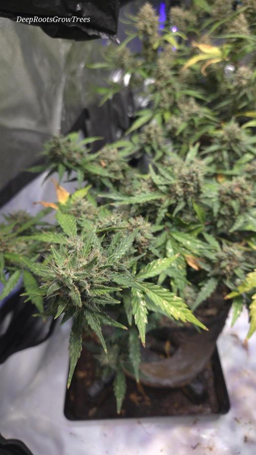 DOSIDOS AUTO. Week 7