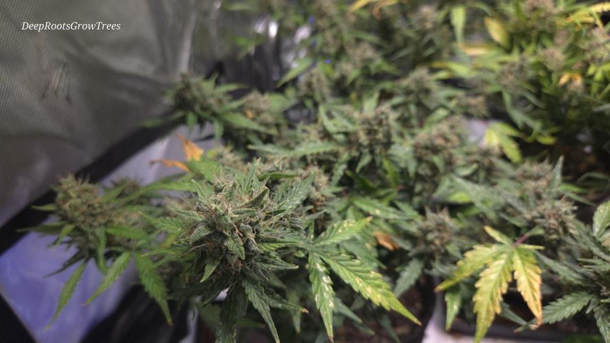 DOSIDOS AUTO. Week 7