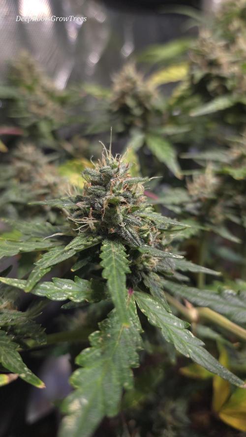 DOSIDOS AUTO. Week 7
