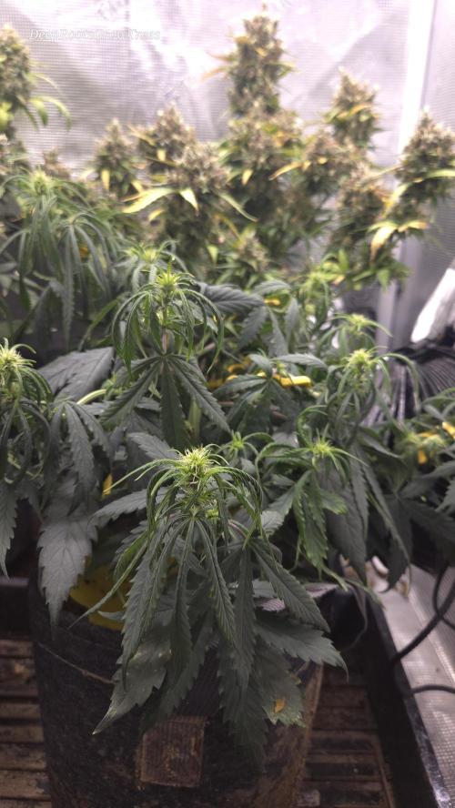 AUTO BLACK OPIUM. Week 5