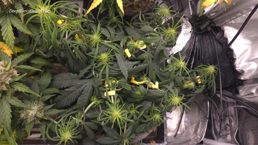 AUTO BLACK OPIUM. Week 5