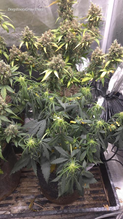 AUTO BLACK OPIUM. Week 5