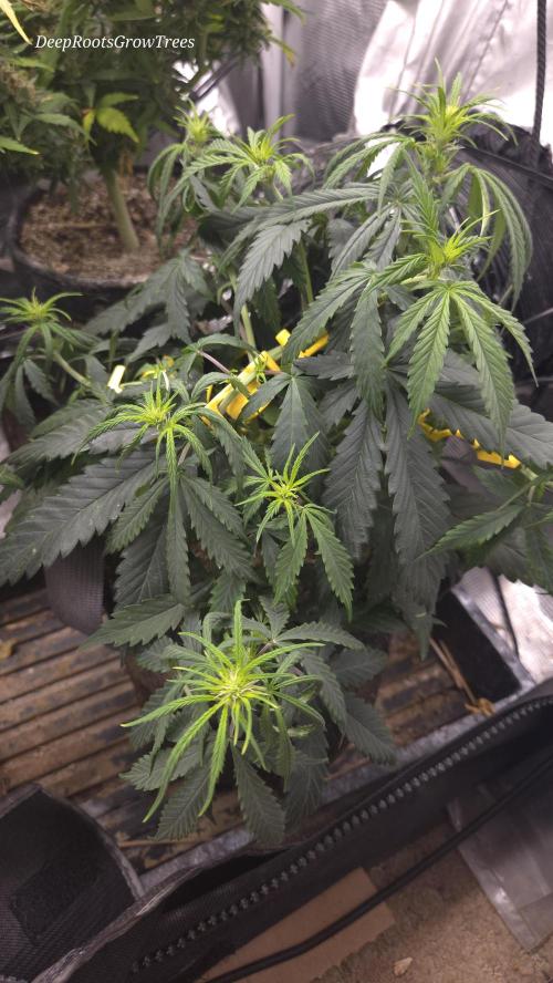 AUTO BLACK OPIUM. Week 5