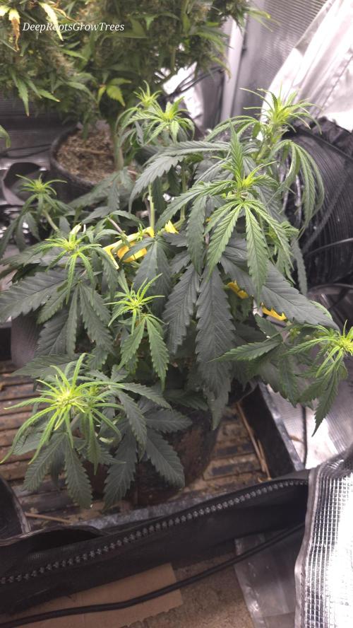 AUTO BLACK OPIUM. Week 5