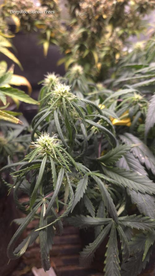 AUTO BLACK OPIUM. Week 6