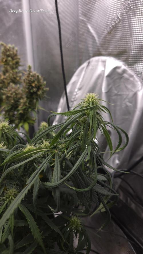 AUTO BLACK OPIUM. Week 6