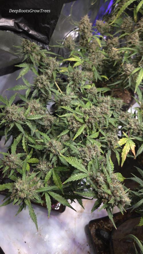 DOSIDOS AUTO. Week 8