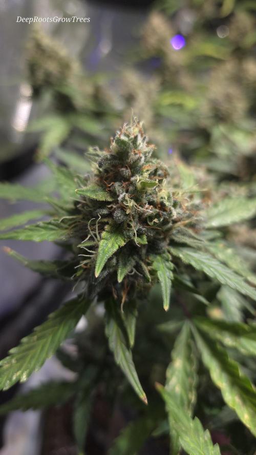 DOSIDOS AUTO. Week 8