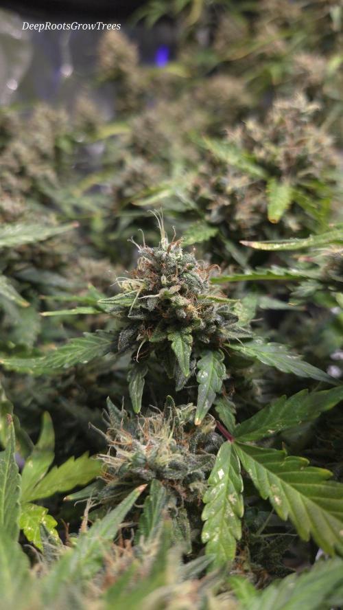 DOSIDOS AUTO. Week 8