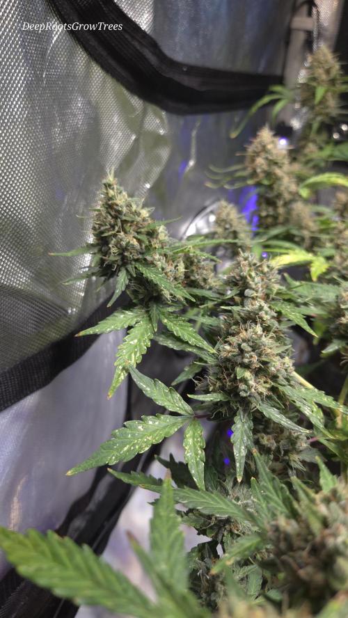 DOSIDOS AUTO. Week 8
