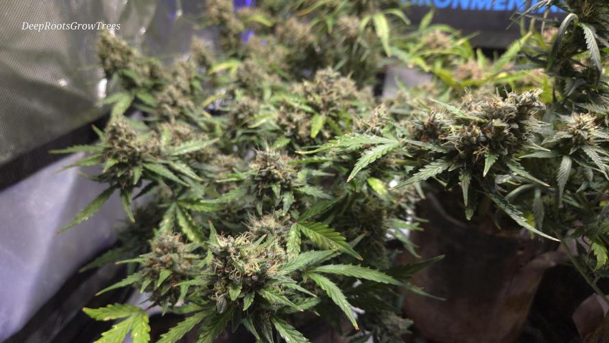 DOSIDOS AUTO. Week 8