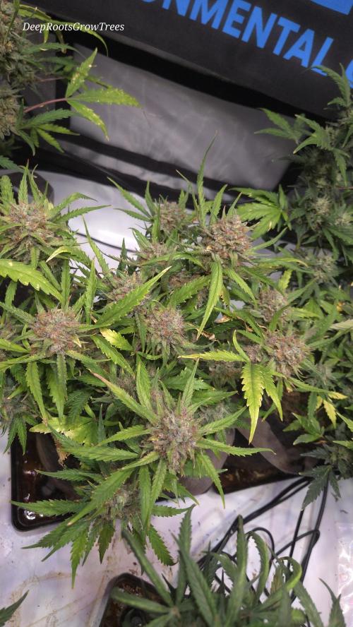 MOON ROCK  AUTO. Week 8