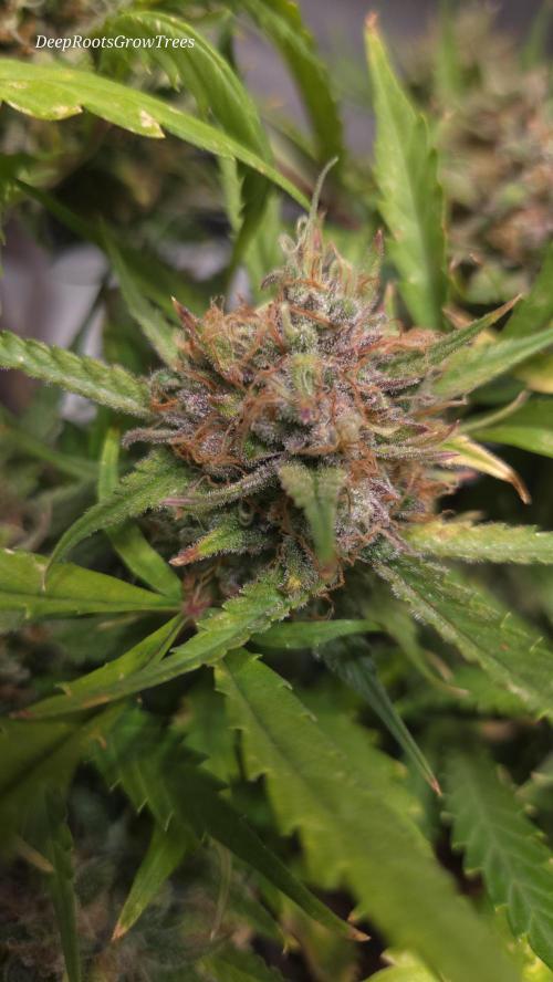 MOON ROCK  AUTO. Week 8