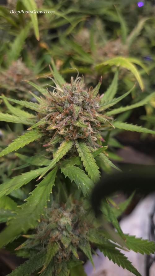 MOON ROCK  AUTO. Week 8