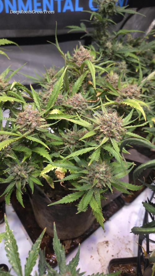 MOON ROCK  AUTO. Week 8