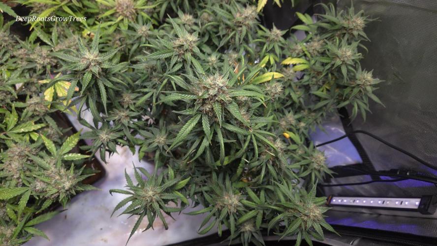 MIMOSA  AUTO. Week 11