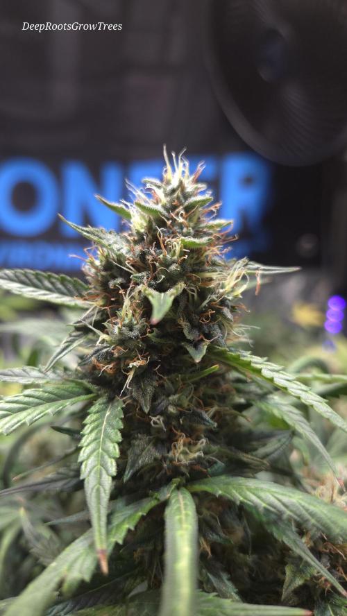 MIMOSA  AUTO. Week 11
