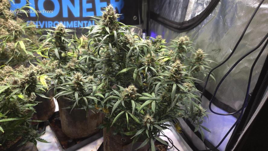 MIMOSA  AUTO. Week 11