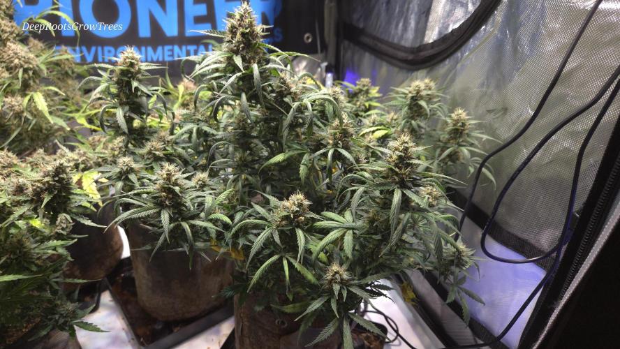 Mimosa Autoflower. Week 11