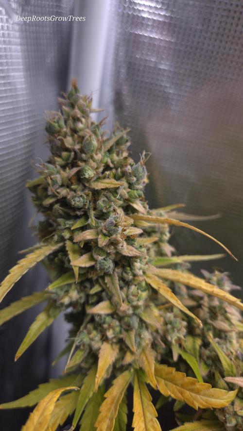 TRIPLE G AUTO. Week 13