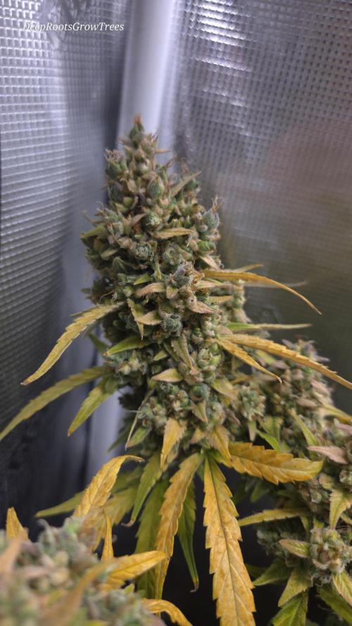 TRIPLE G AUTO. Week 13