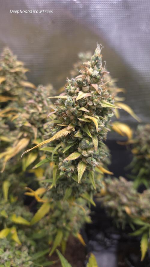 TRIPLE G AUTO. Week 13