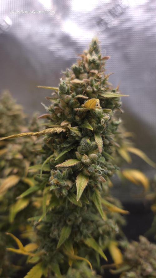 TRIPLE G AUTO. Week 13