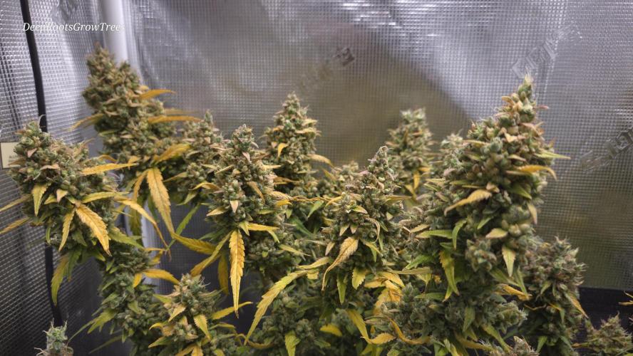 TRIPLE G AUTO. Week 13