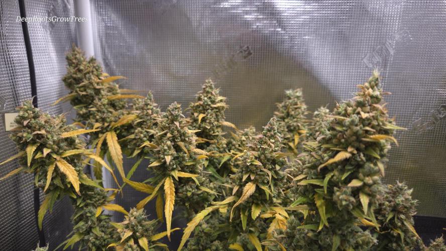 TRIPLE G AUTO. Week 13