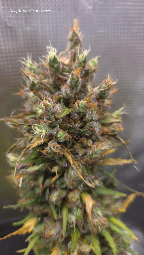 BLUE CHEESE 🧀 AUTO. Week 13