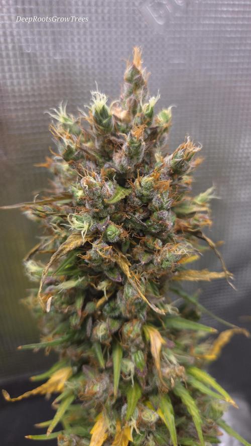 BLUE CHEESE 🧀 AUTO. Week 13