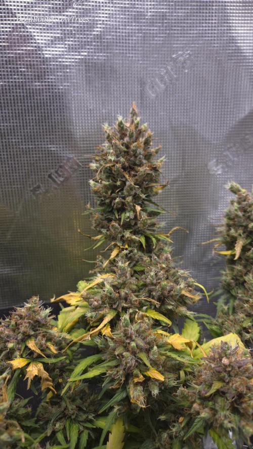 BLUE CHEESE 🧀 AUTO. Week 13