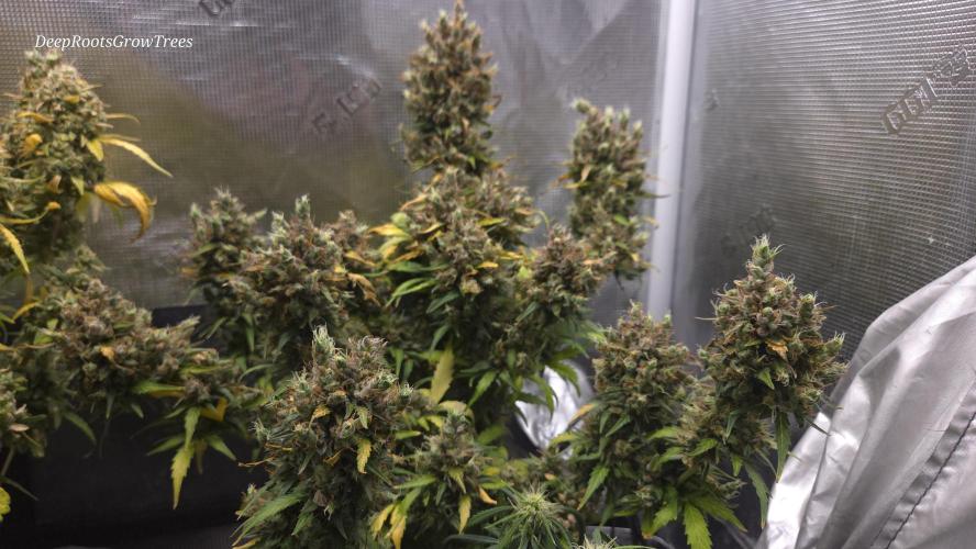 BLUE CHEESE 🧀 AUTO. Week 13