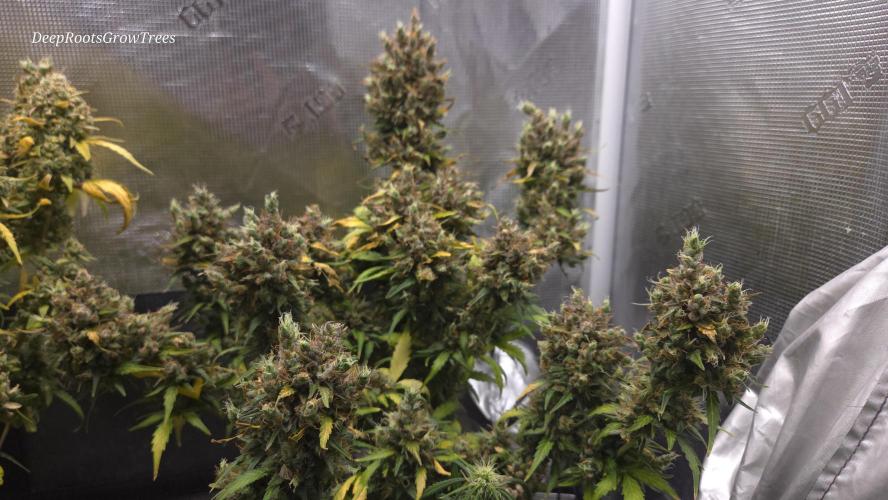 BLUE CHEESE 🧀 AUTO. Week 13