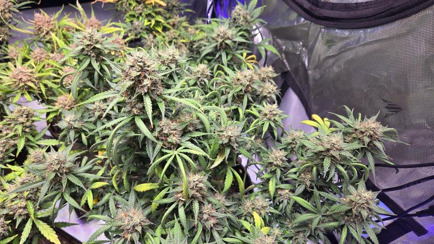 MIMOSA  AUTO. Week 12