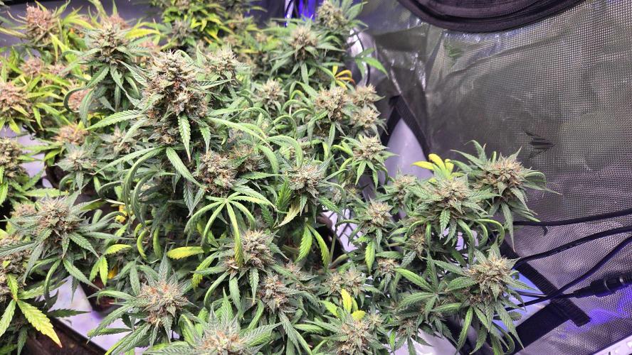 MIMOSA  AUTO. Week 12
