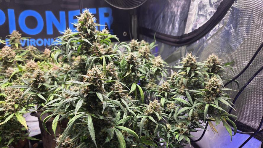 MIMOSA  AUTO. Week 12
