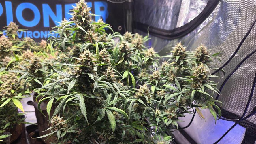 MIMOSA  AUTO. Week 12