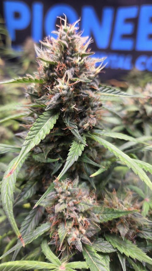 MIMOSA  AUTO. Week 12
