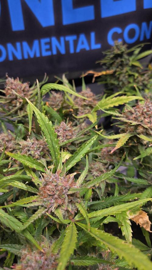 MOON ROCK  AUTO. Week 9