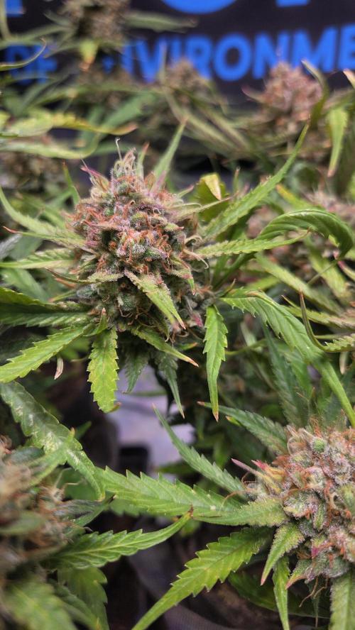 MOON ROCK  AUTO. Week 9