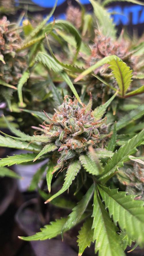 MOON ROCK  AUTO. Week 9
