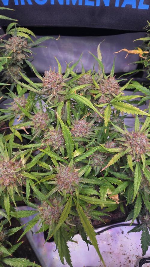 MOON ROCK  AUTO. Week 9