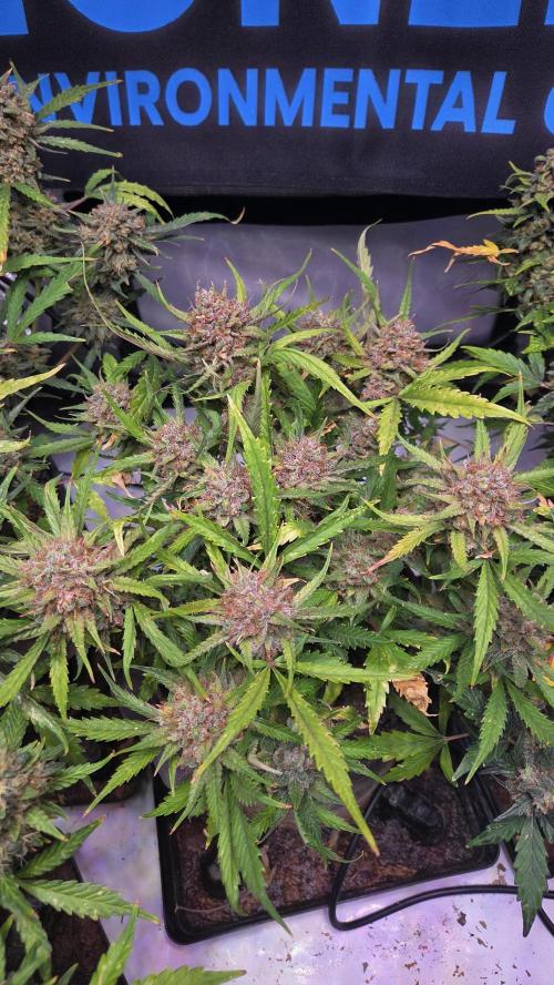 MOON ROCK  AUTO. Week 9