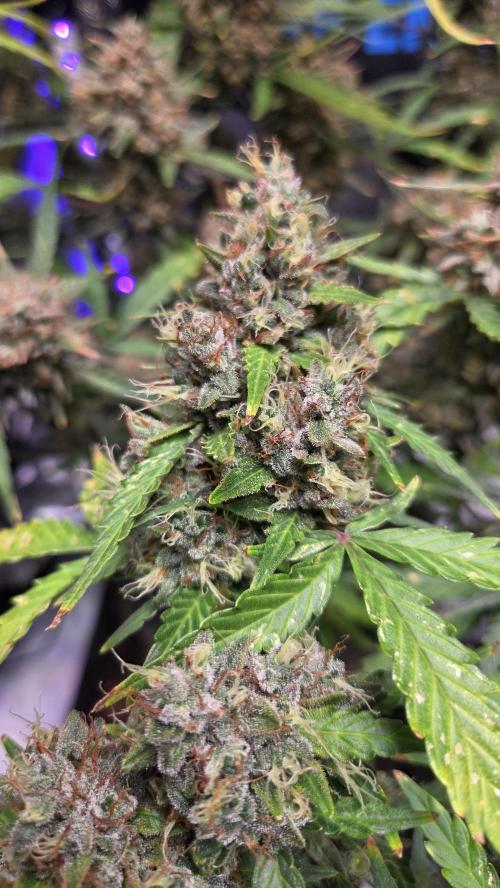 DOSIDOS AUTO. Week 9