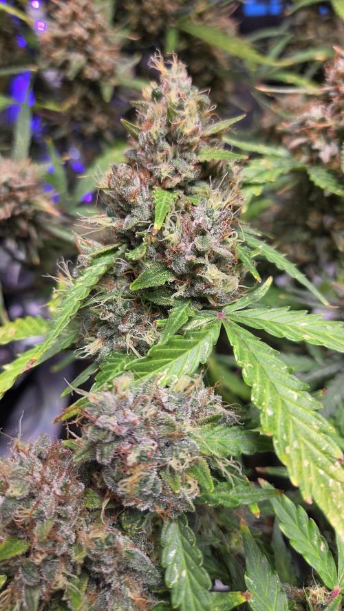 DOSIDOS AUTO. Week 9
