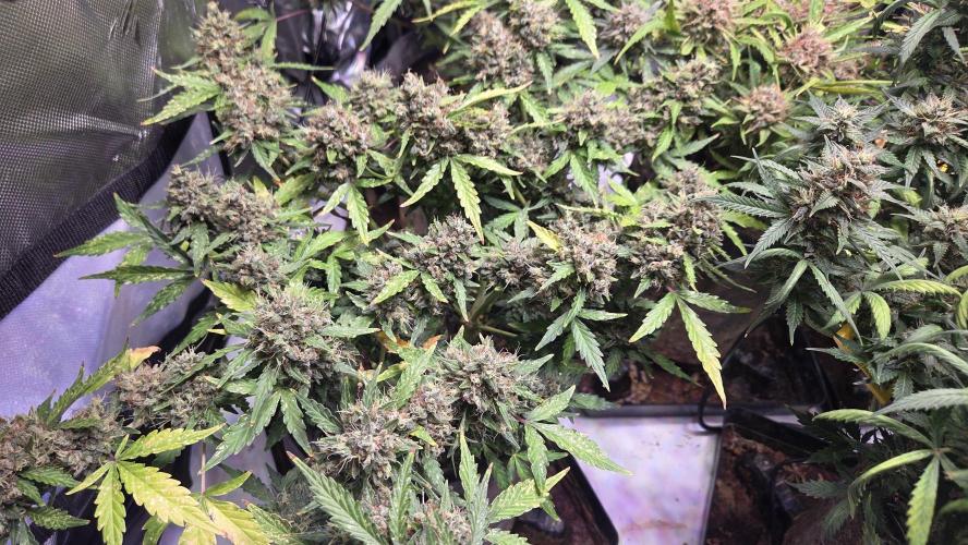 DOSIDOS AUTO. Week 9