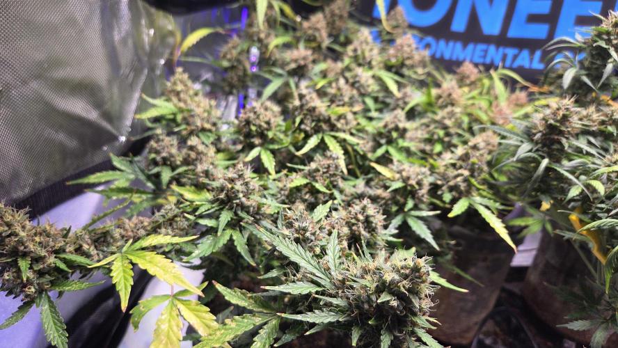 DOSIDOS AUTO. Week 9
