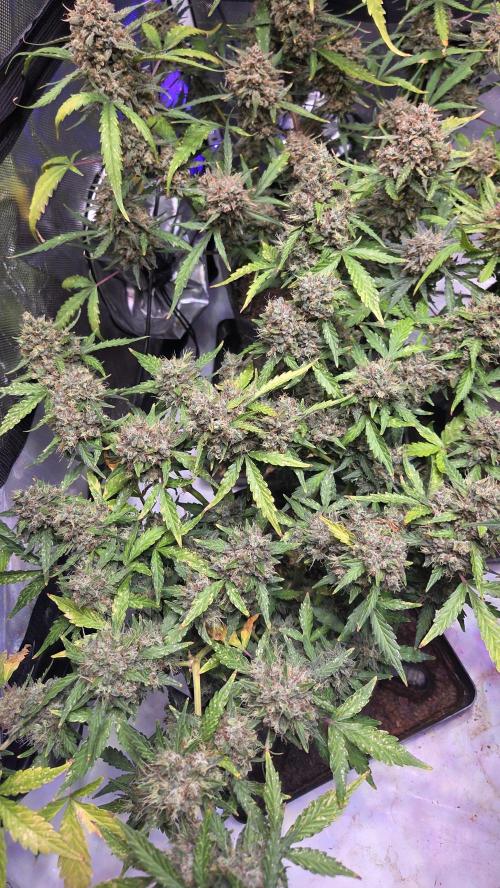 DOSIDOS AUTO. Week 9