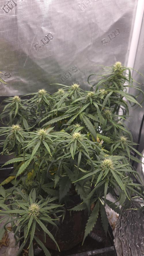 AUTO BLACK OPIUM. Week 7